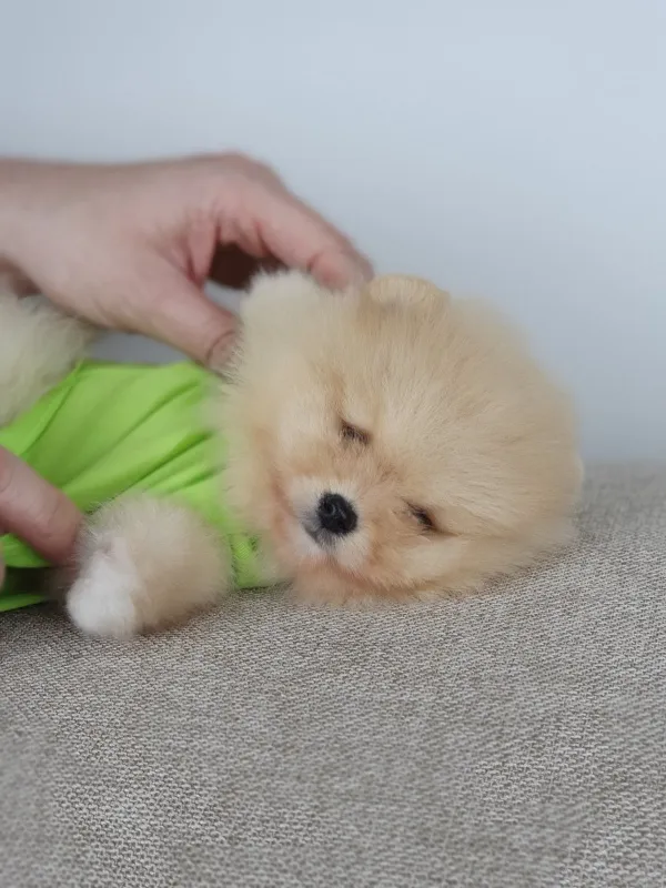 POMERANAC BOO