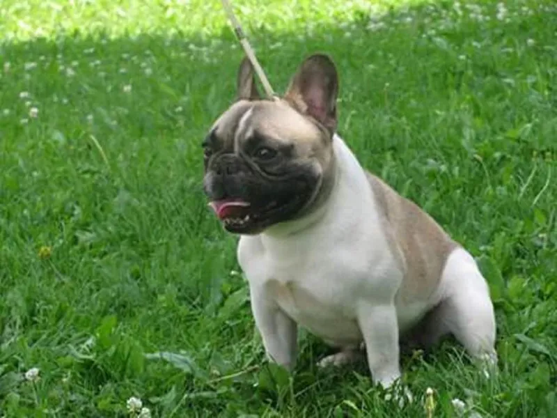 Francuski Buldog "OD KUCE DON"