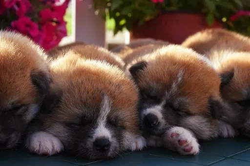 Akita inu stenci na prodaju
