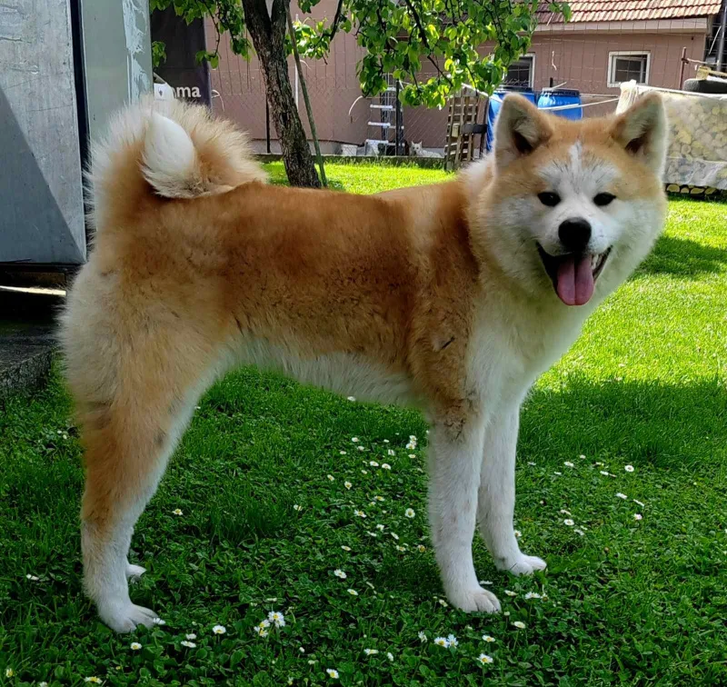 Akita Inu -mlada zenkica