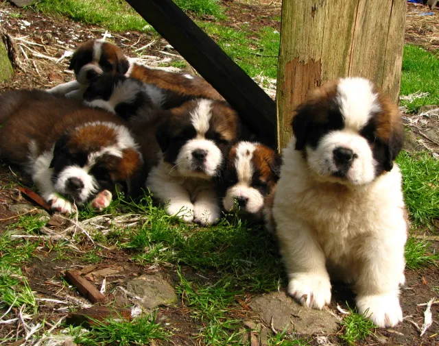 Bernardinac i bernski planinski pas stenci na prodaju