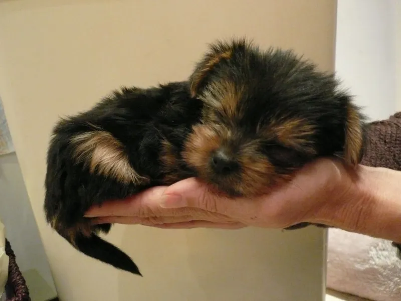 Jorkširski terijer i boston terijer stenci na prodaju