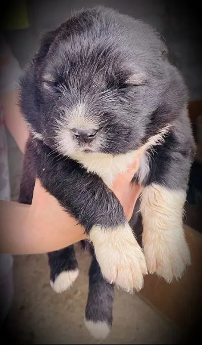 Kavkaski ovcar, stenci