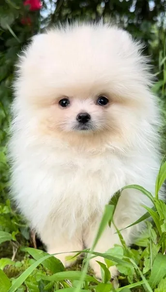 Pomeranac (BOO) mužjaci i ženke