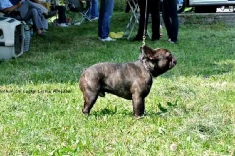 Francuski bulldog,slobodan za parenje