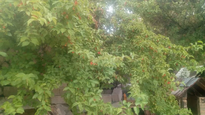 Prodaja domacih sokova