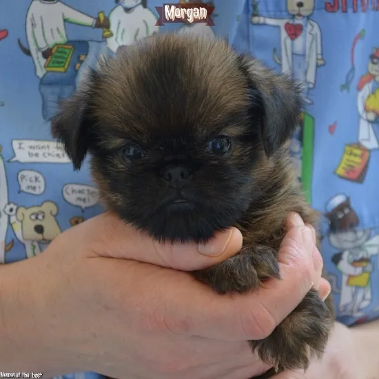 Brussels griffon ( Briselski griffon )