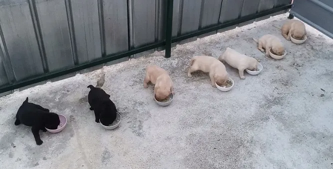 Stenci labradora
