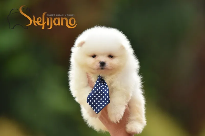 Pomeranac BOO medvedići