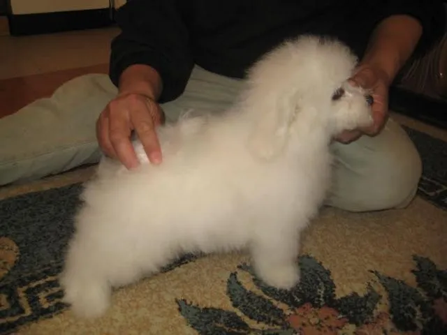 Kovrdžavi Bišon, extra kvalitetno leglo