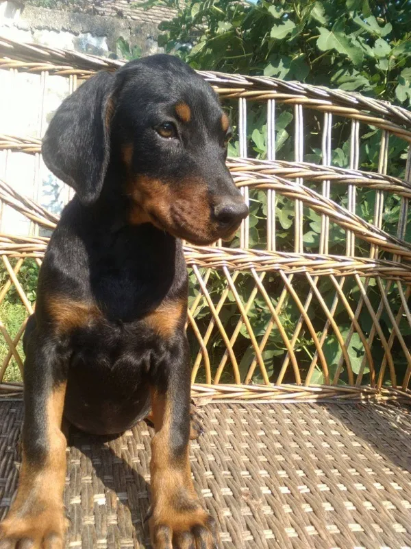 Doberman ženka
