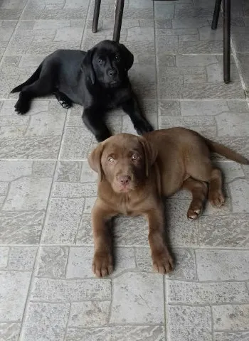 LABRADOR crna i cokoladna zenka