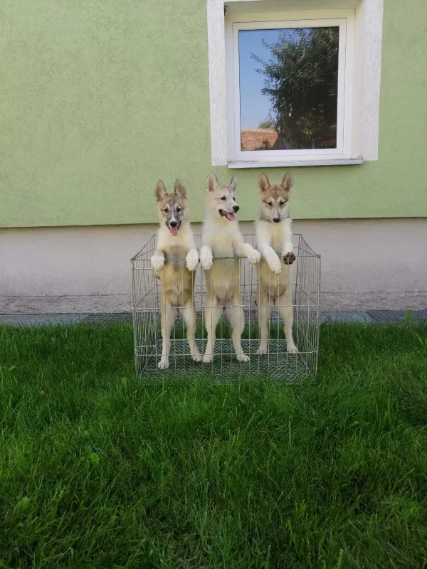 Stenci ZAPADNOSIBIRSKE LAJKE na prodaju