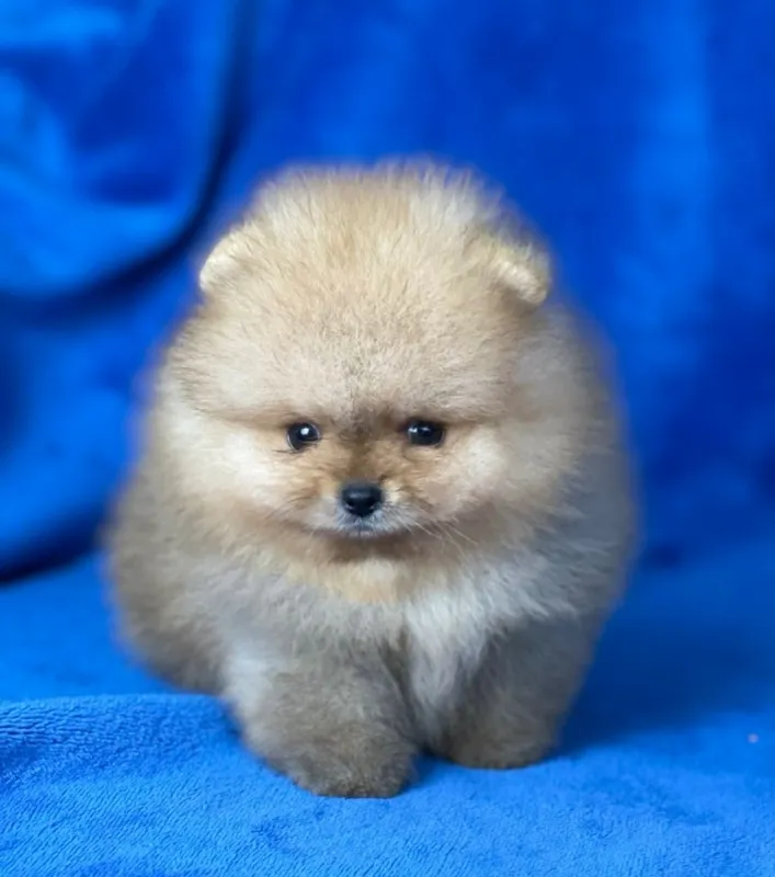 POMERANAC BOO - mini
