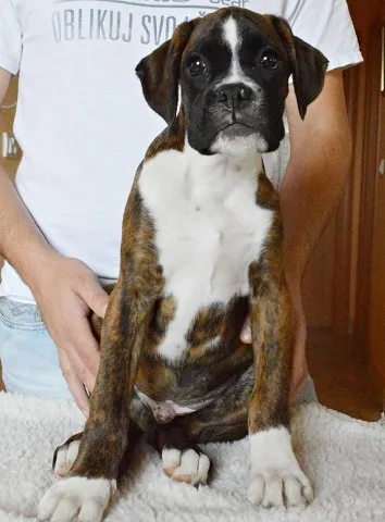 Nemacki bokser - dva muska steneta