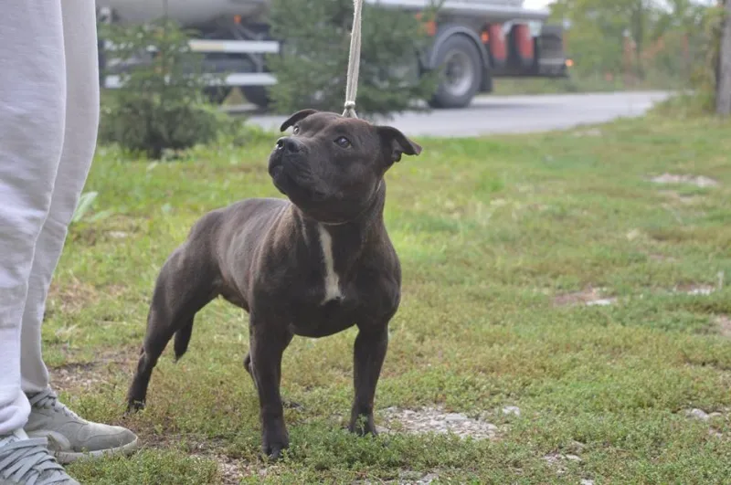 Stafordski bul terijer zenka,3 godine stara na prodaju