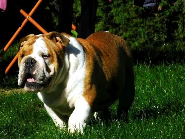 Engleski Buldog