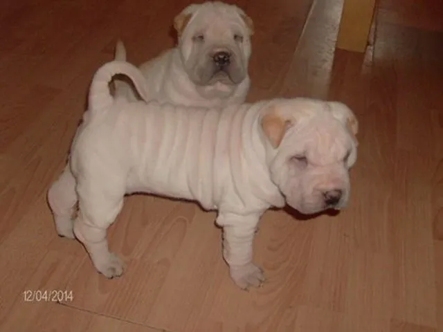 SHAR PEI - stenad vrhunskog porekla od izuzetnih roditelja