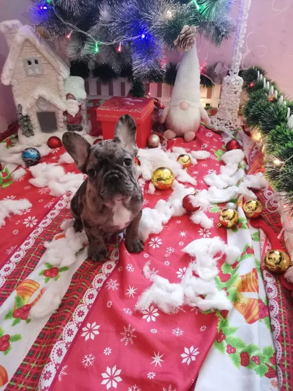 Francuski buldog stene-Egzotik