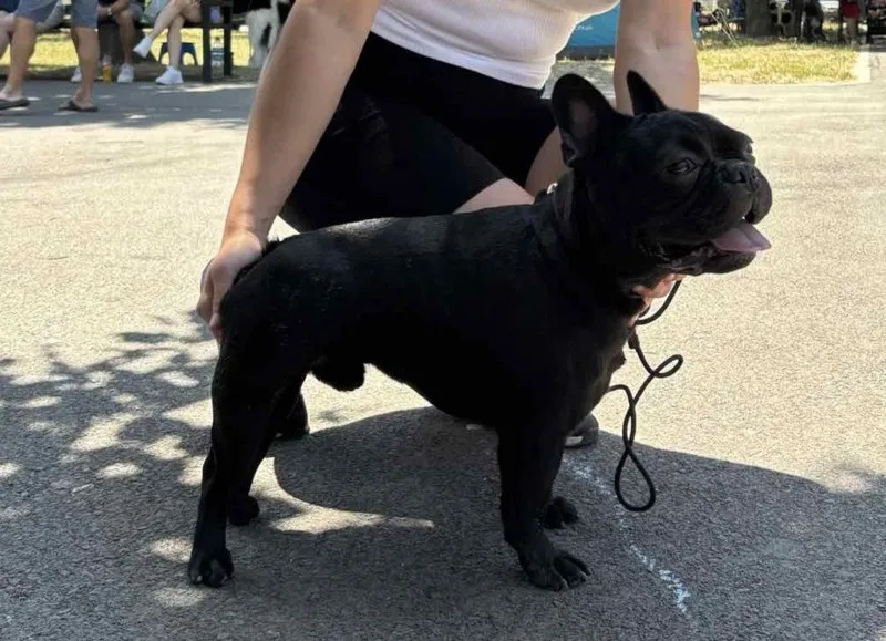 Francuski Buldog, mlad muzijak