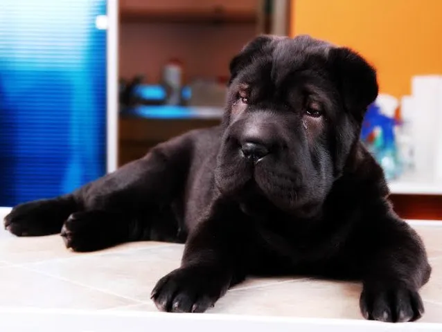 SHAR PEI  - vrhunsko stene, extra kvaliteta