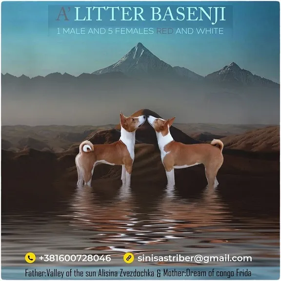 Basenji štenci 