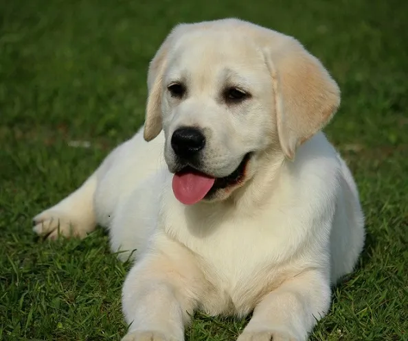 stenci labrador retrivera