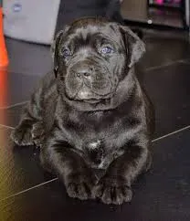 stenci cane corso