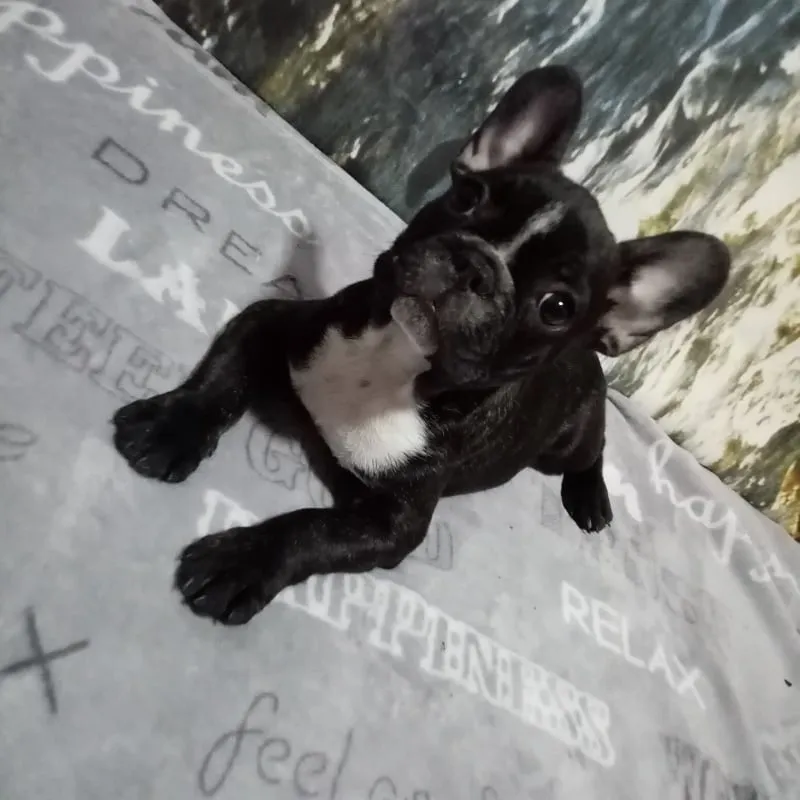 Francuski buldog