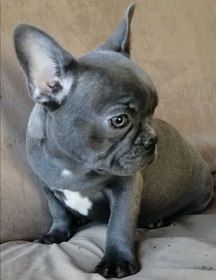 Francuski buldog štenci egzotičnih boja