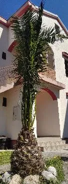 Palma na prodaju!