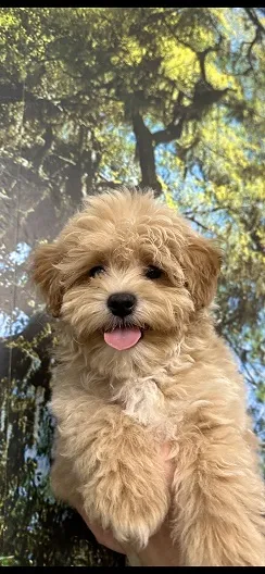 Maltipoo stenci