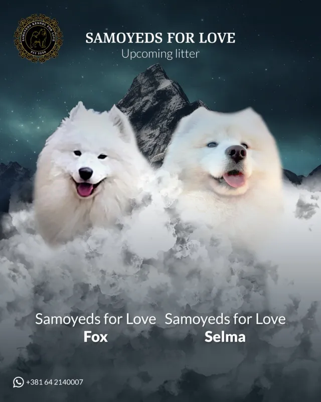 Samojed štenci i odrasli psi