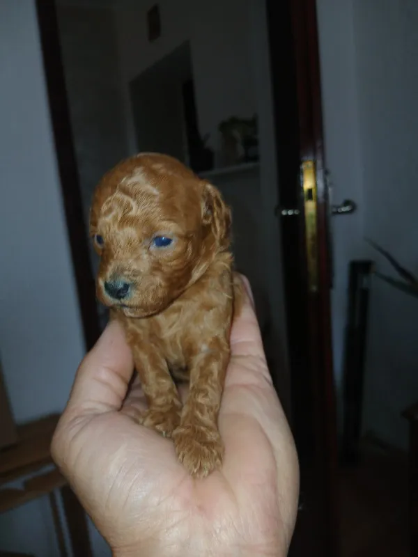 Crvena Patuljasta Pudla štenci