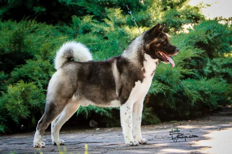 Americka Akita, vrhunsko leglo