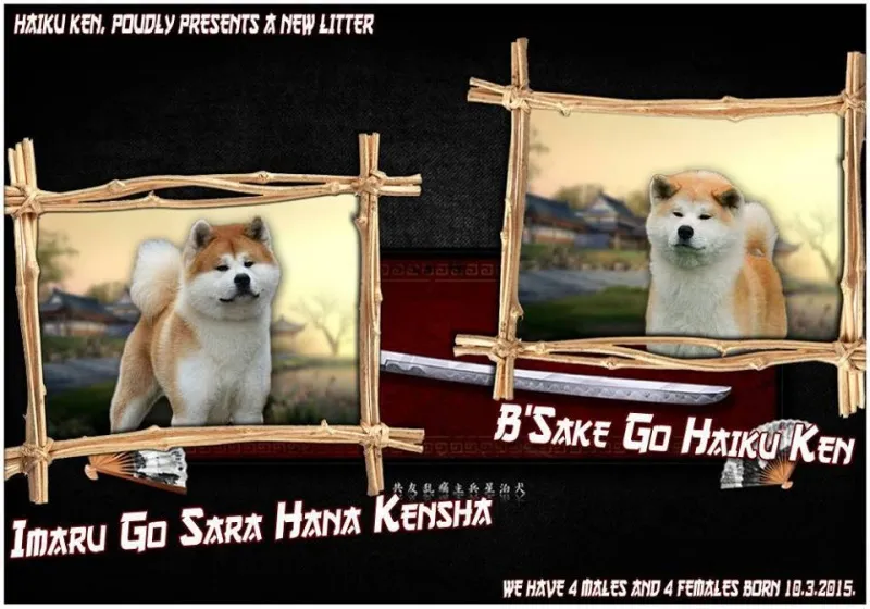 Akita Inu stenci