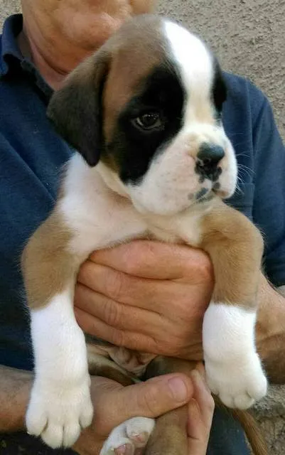 Nemački Bokser, štenad