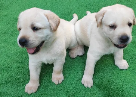 Labrador stenci