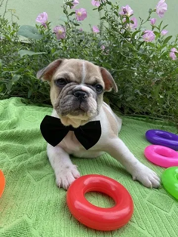 Francuski buldog stenci