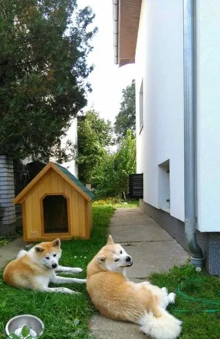 Akita inu stenci