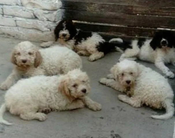 Štenci Lagotto Romagnolo