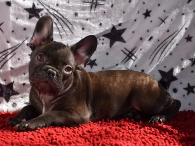 Francuski buldog, stenci egzoticnih boja