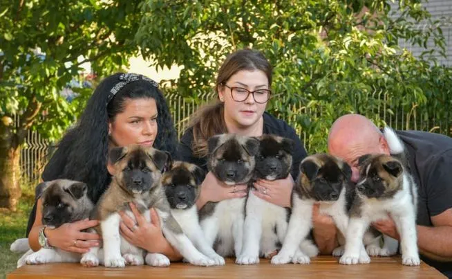 Američka Akita, štenci 