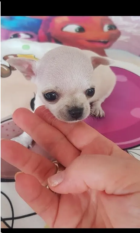 Princess mini civave  