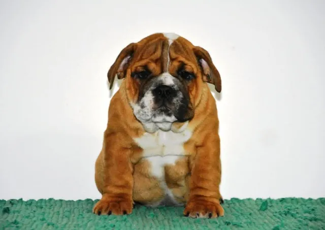 Engleski Buldog