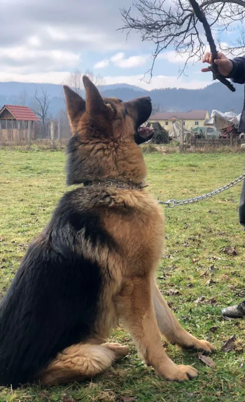 Njemački ovčar mužijak spreman za parenje
