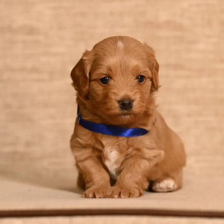 Havanski Bišon mužjak slobodan za parenje
