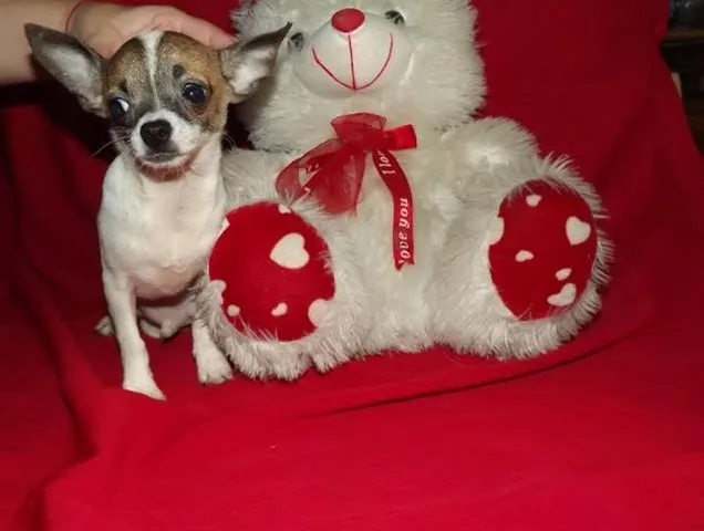 Civava-izuzetno kvalitetna stenad