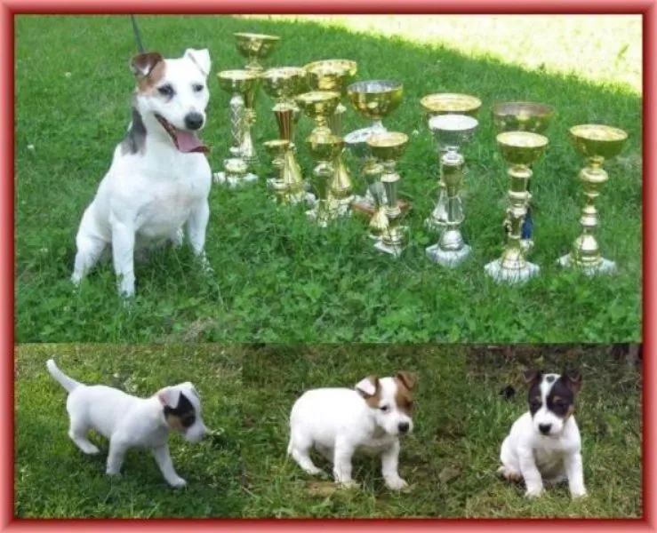 Jack russell terrier stenci 