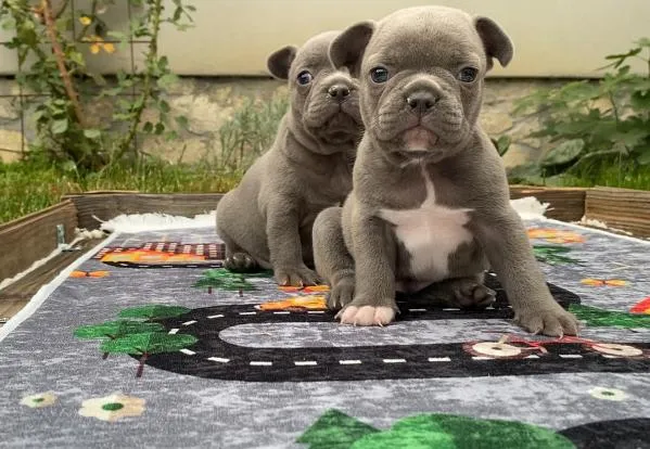 Francuski Buldog EXOTIC